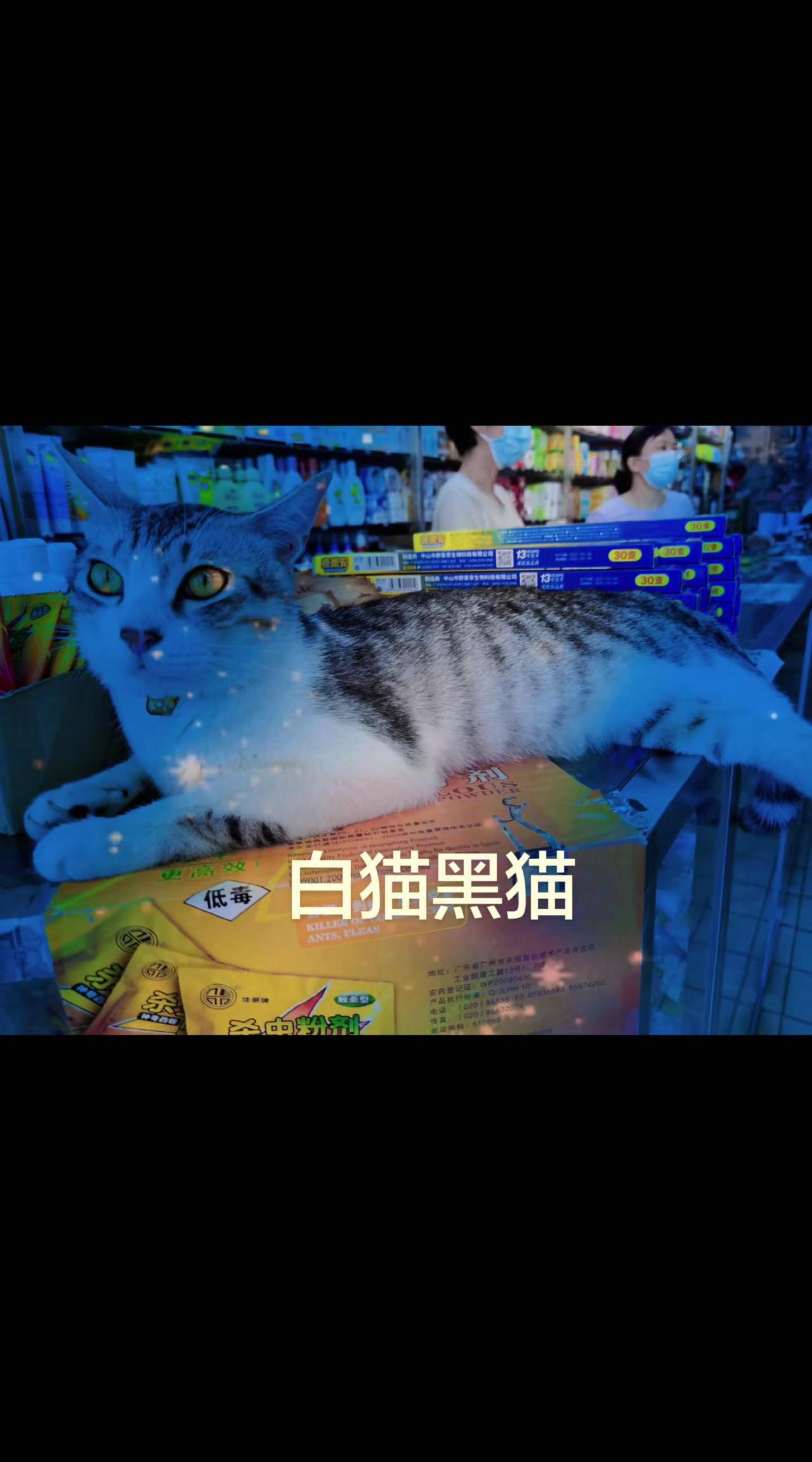 白猫、黑猫…