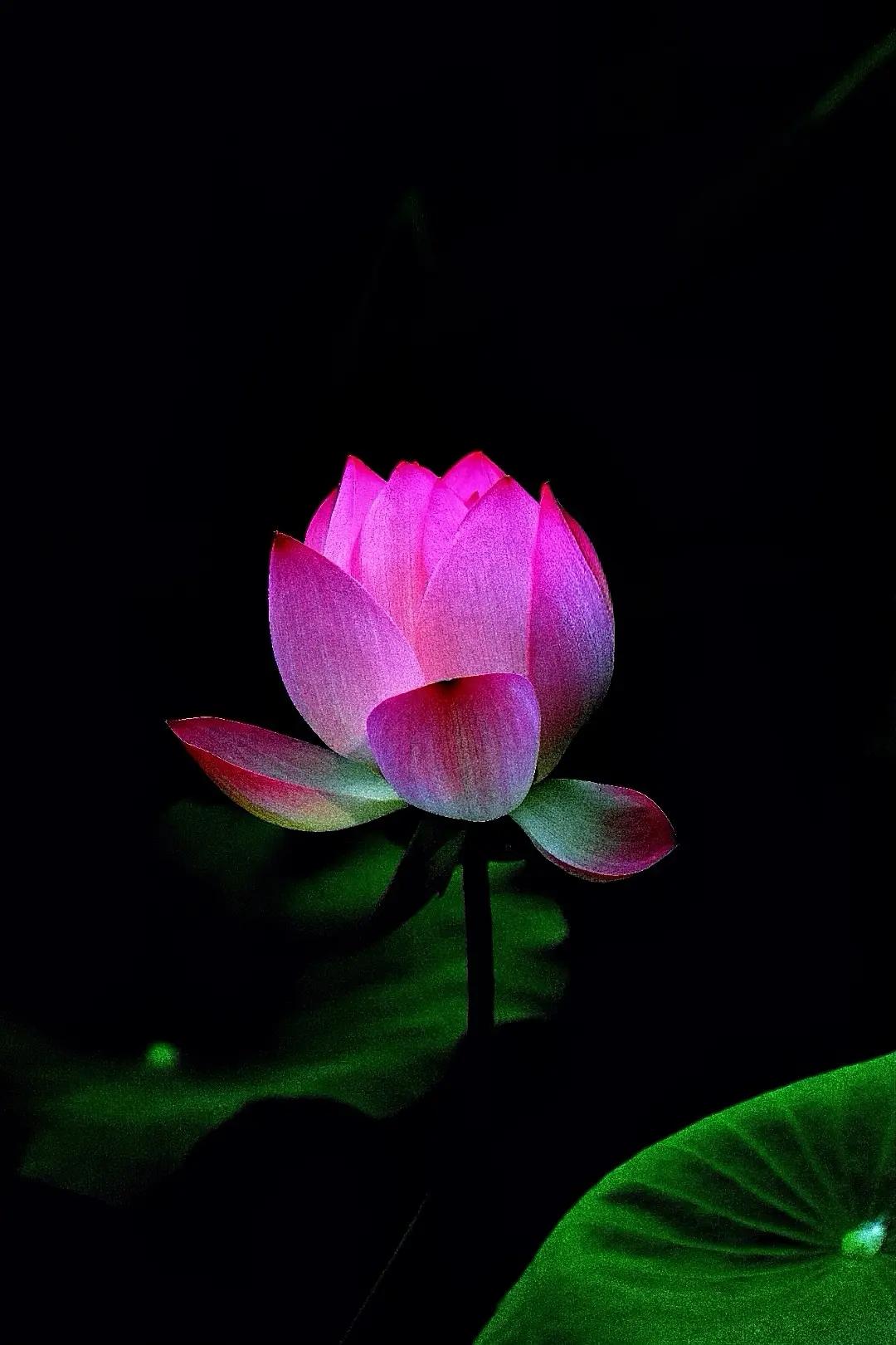 新荷。