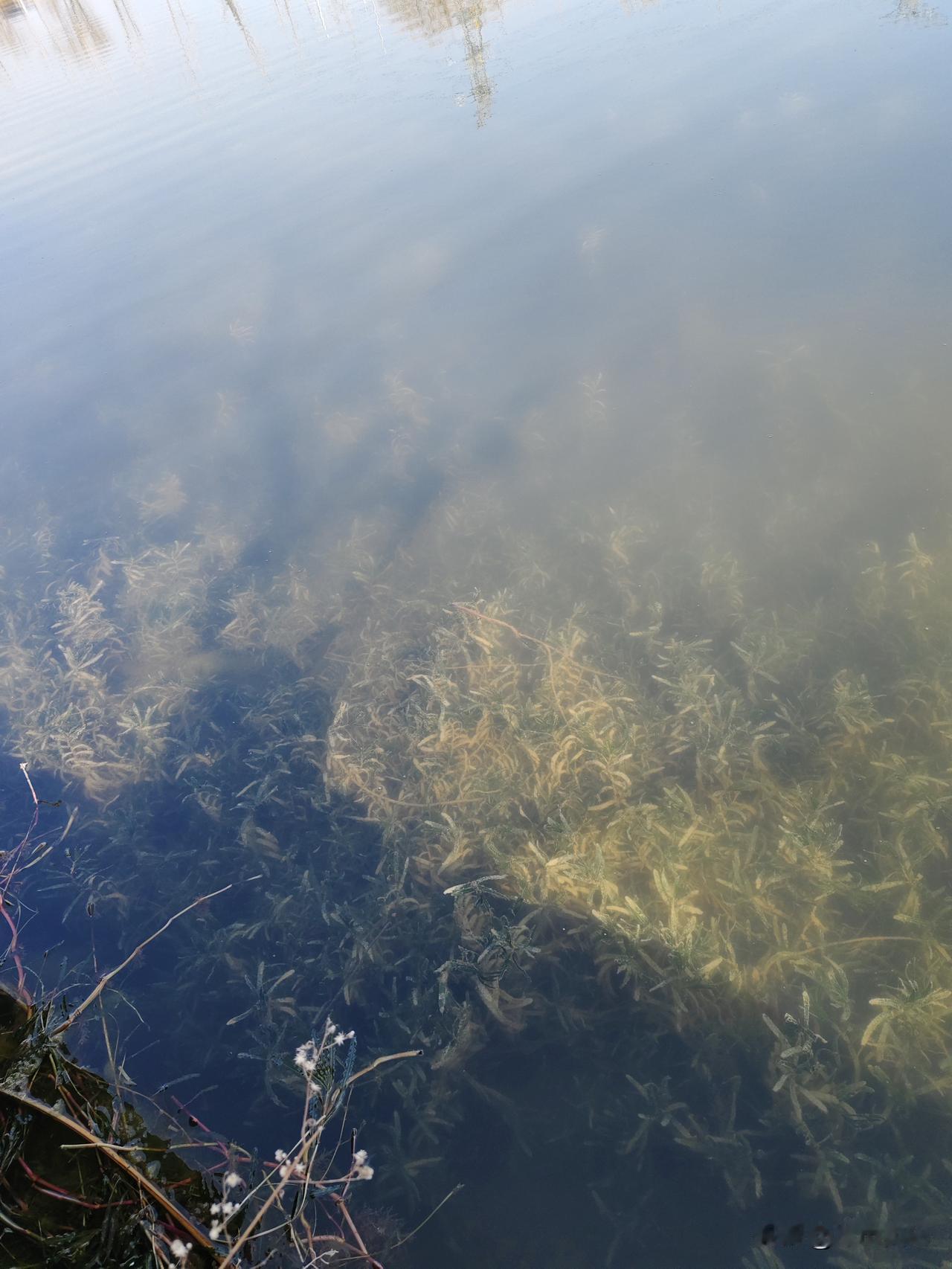 黄河水能有多清澈，这就是我们这边苏北黄河，水质很好，钓鱼佬比较多。
下面全是水草