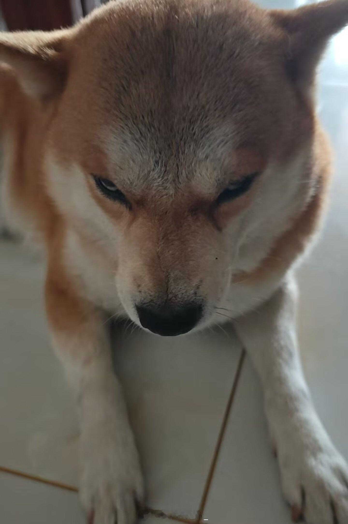 有网友问我怎么不遛孩go我每天都在遛啊，你没看到吗？ 