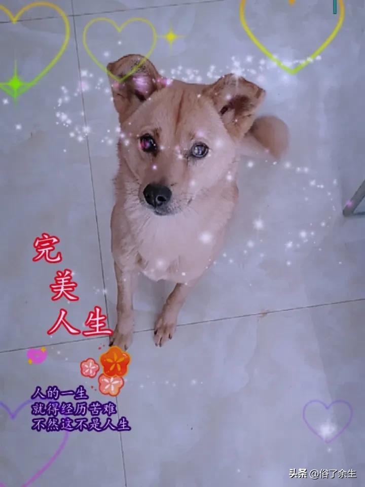 记录我的2026狗子高兴了