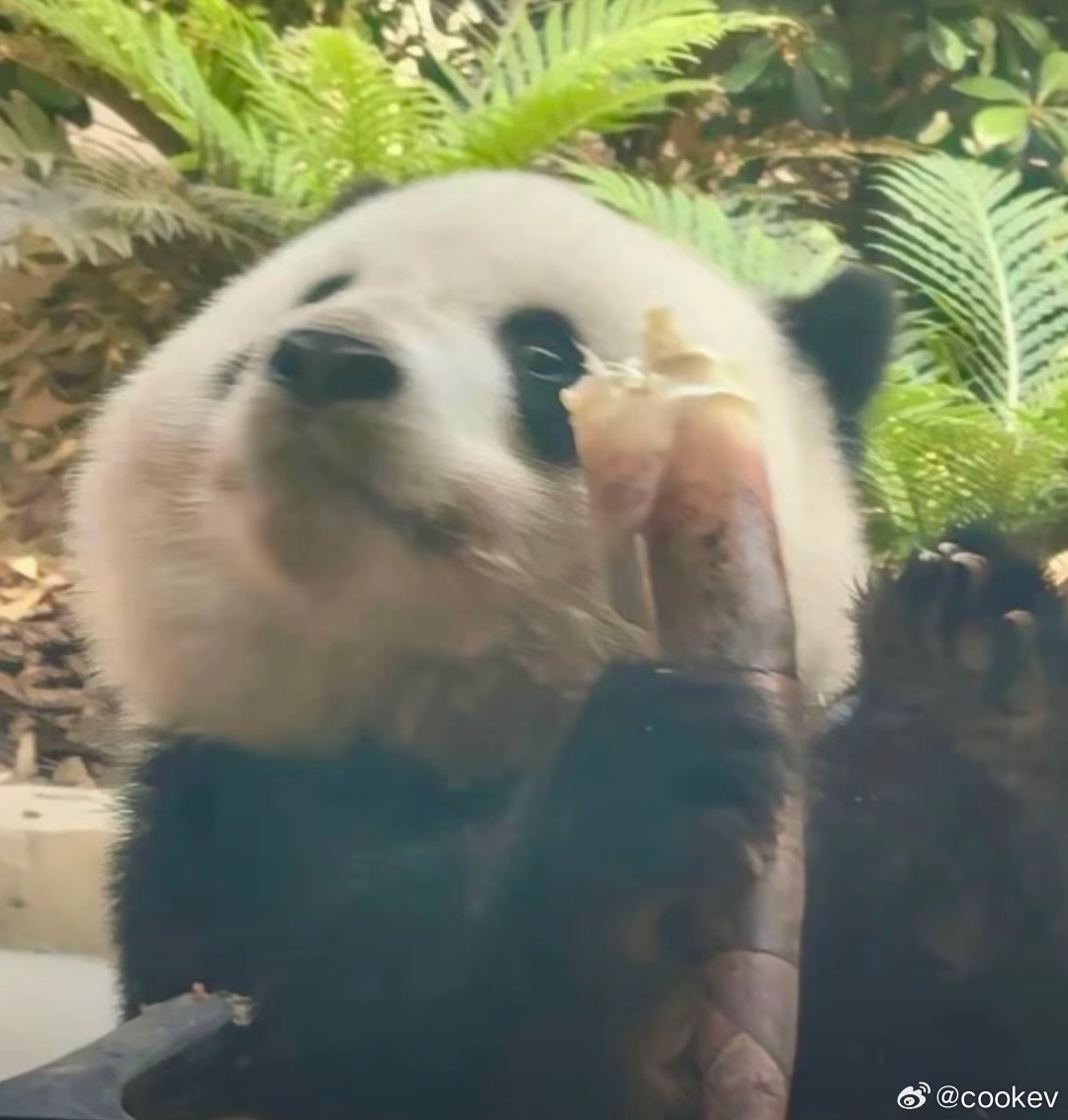 头像推荐国宝你认识几只呢？我是真的认不出大部分的熊猫叫啥？ 