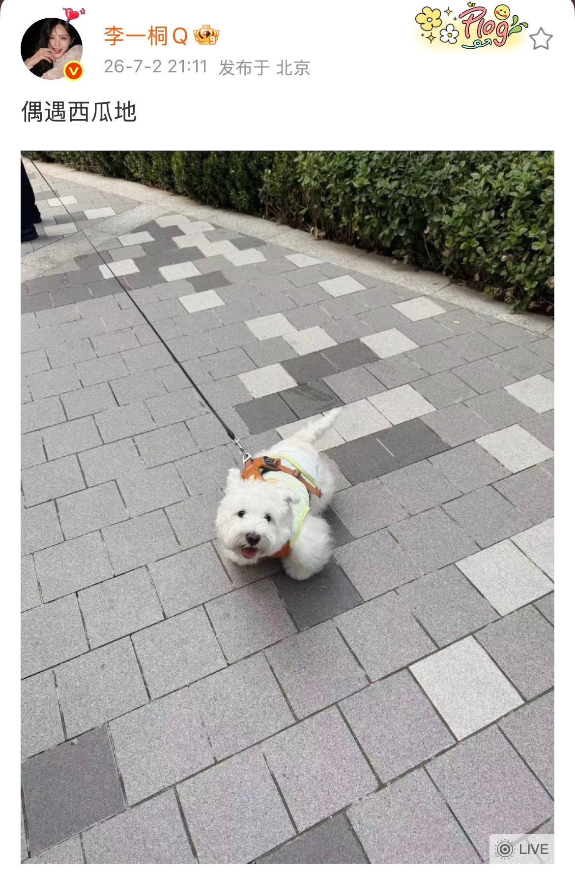 然而呢，我看到了一个拉夫威尔绝版篝火橘（） 