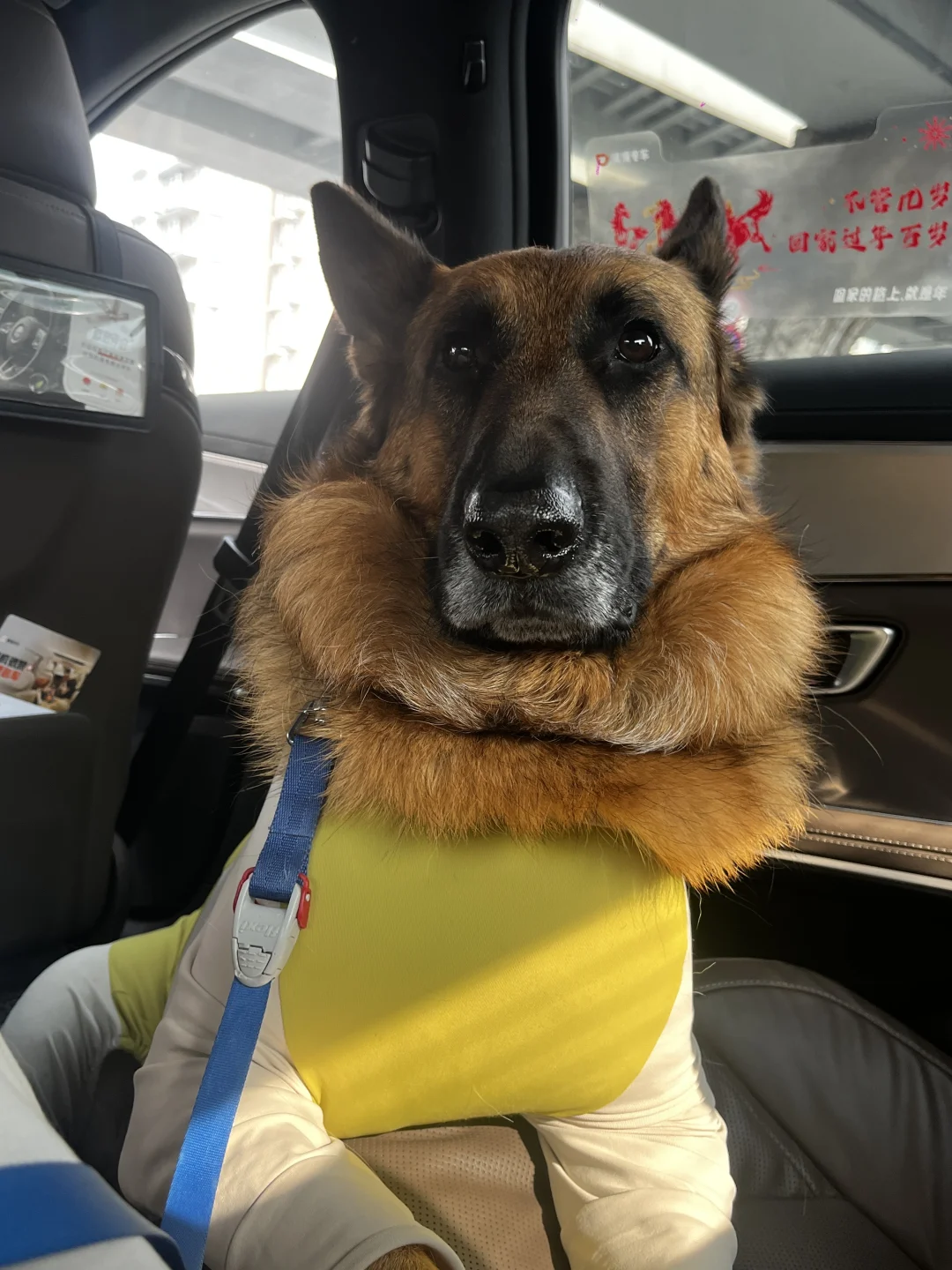 德牧|还没过年你怎么自己就安排上了大围脖