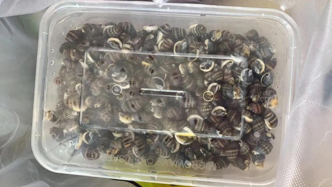 利润高？命更高！3人卖织纹螺被抓，100多公斤流向哪？

要紧急提醒：这种螺，一