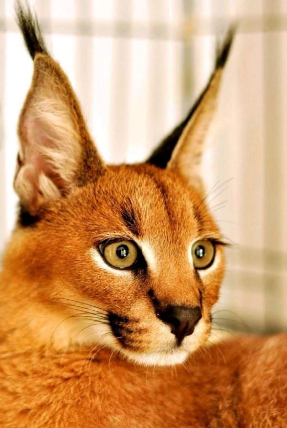 狞猫是食肉目的小型猫科动物，以其独特的形态和野性行为著称。
狞猫体长60-92厘