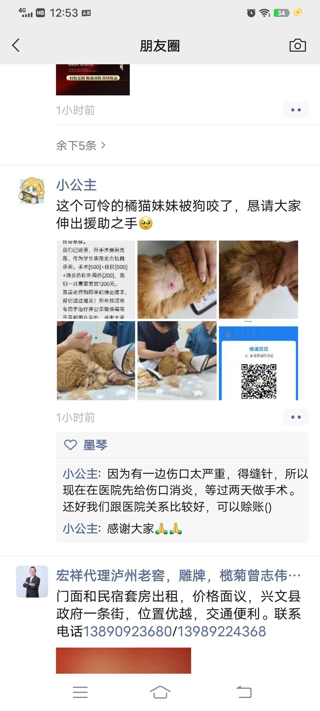 女儿朋友圈的求助，让我恨自己能力太弱：1200元，救救校园橘猫的命吧！[祈祷]