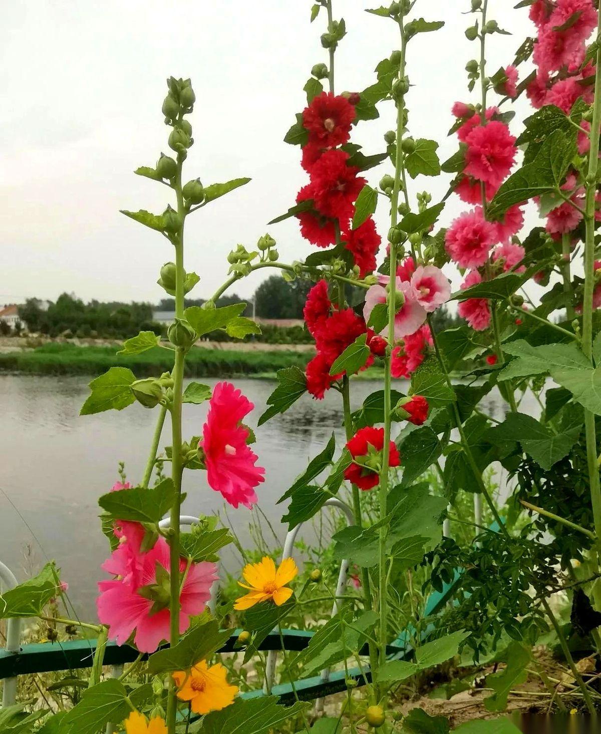 你敢信吗？一个考了650分的学霸，现在天天躲在大学宿舍里抹眼泪。
不是因为考砸了