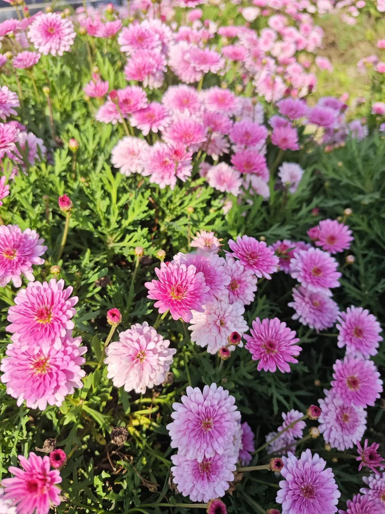 《秋菊》
清露洗尘霜润颜，疏风拂面傲云天。
香魂笑看浮华尽，玉骨凌寒幽独仙。
#