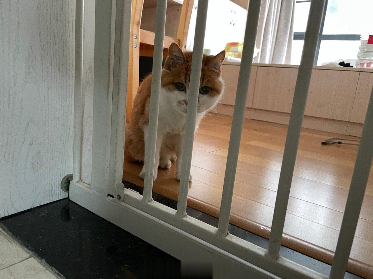 #萌宠那些事[超话]# 在装空调，某咪子又怕又想围观，放他出来，瞄一眼就压低身体