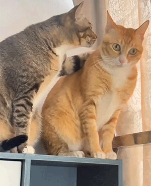 表情包[超话]咋就……黑猫对黄猫说了些啥？ ​​​