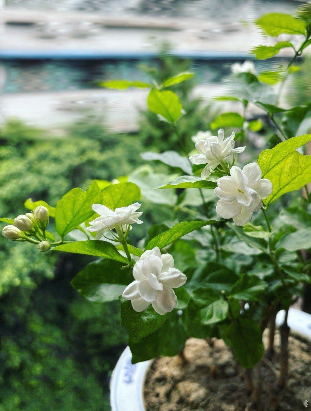 家里的茉莉花长势喜人真的是又美又香，前阵子还开得挺含蓄这几天花朵都很奔放了 