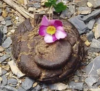 众所周知：往牛屎上插花是鲜花插在牛粪上，是牛屎花。可村紫人非要把这一行为包装成具