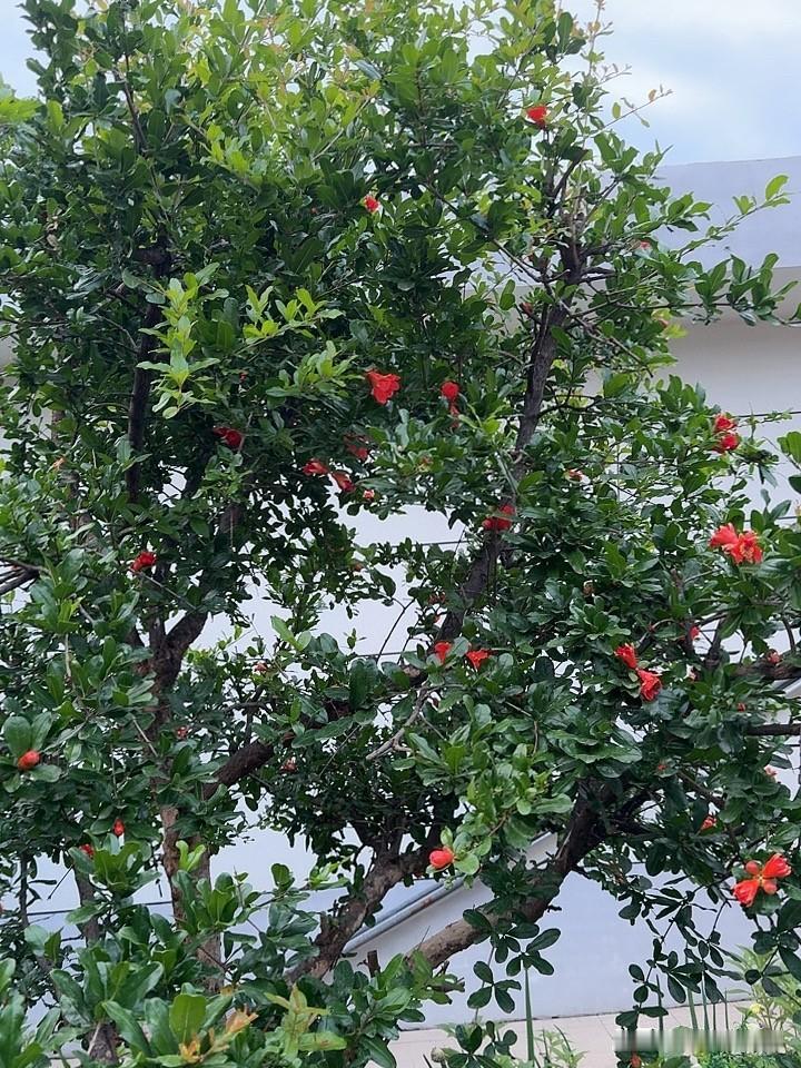 石榴花开满了树。5月份一直开到现在了。5月的榴花，9月的风，真的跟中国的红旗一样