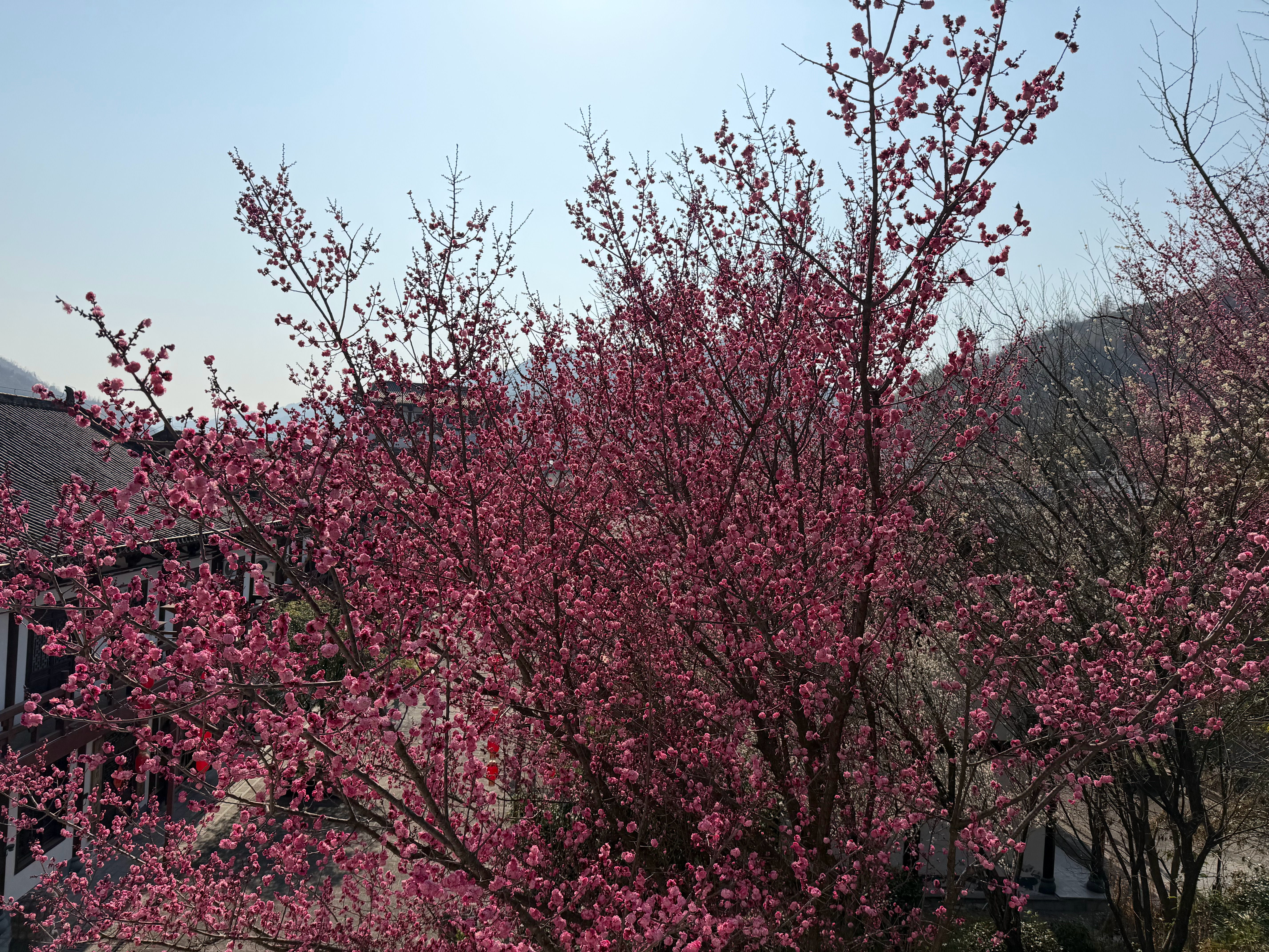 本来想拍点好看的桃花图片邀大家共赏，无奈体力太废爬不上去山，大家就凑合看吧。