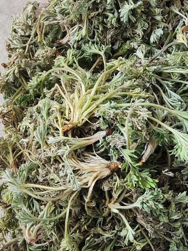 茵陈泡水有什么作用，很多人都在挖？
茵陈我们老家叫它发米草，春天挖了用它的地上部