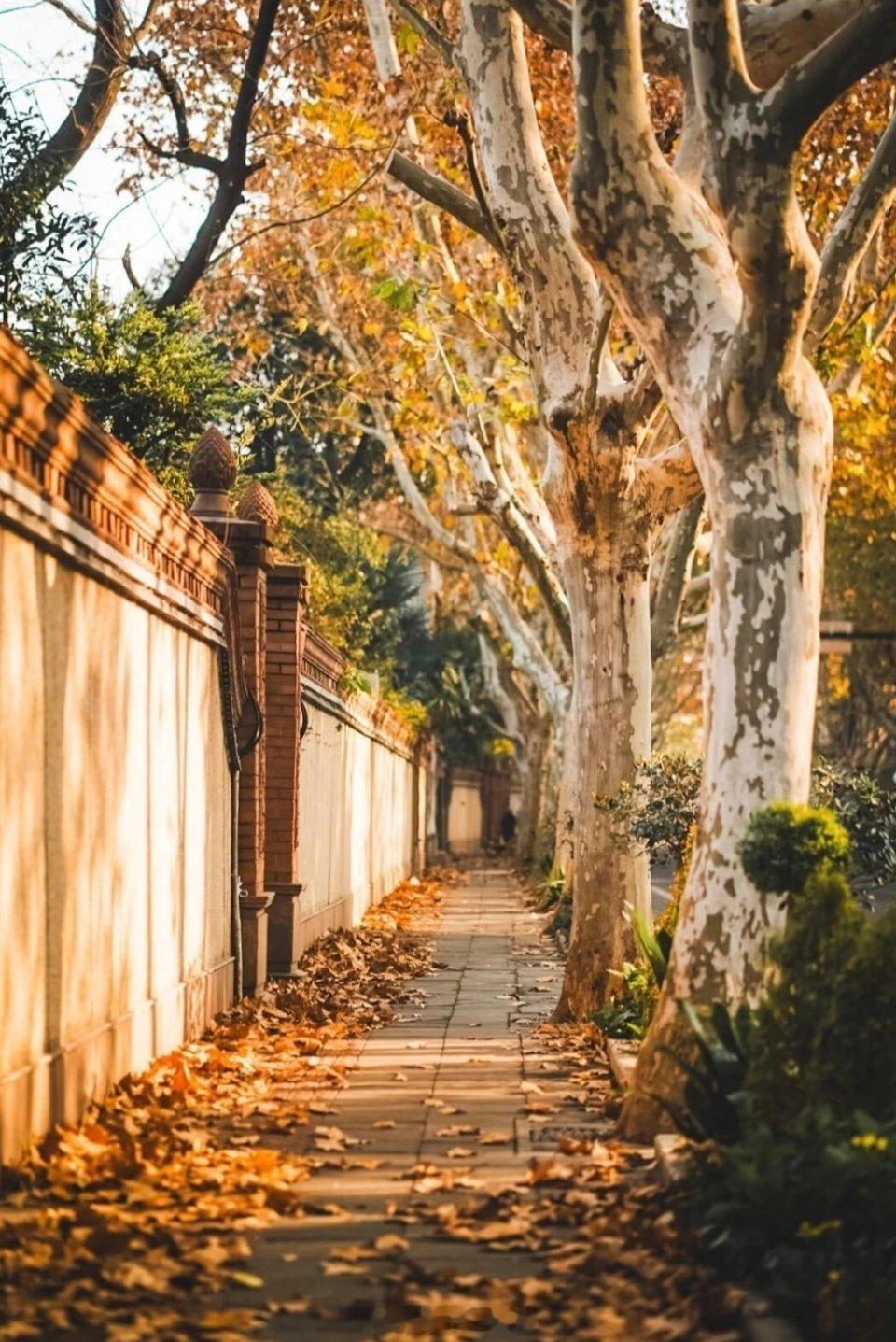 临近1月了，上海的气温依然像温吞水一样不冷不热，一点没有冬天该有的样子，我甚至怀