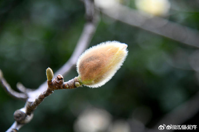 接下来的台州是花与春天的舞台霓裳片片，玉兰亭亭。春雨润城，台州街头巷尾已是繁花满