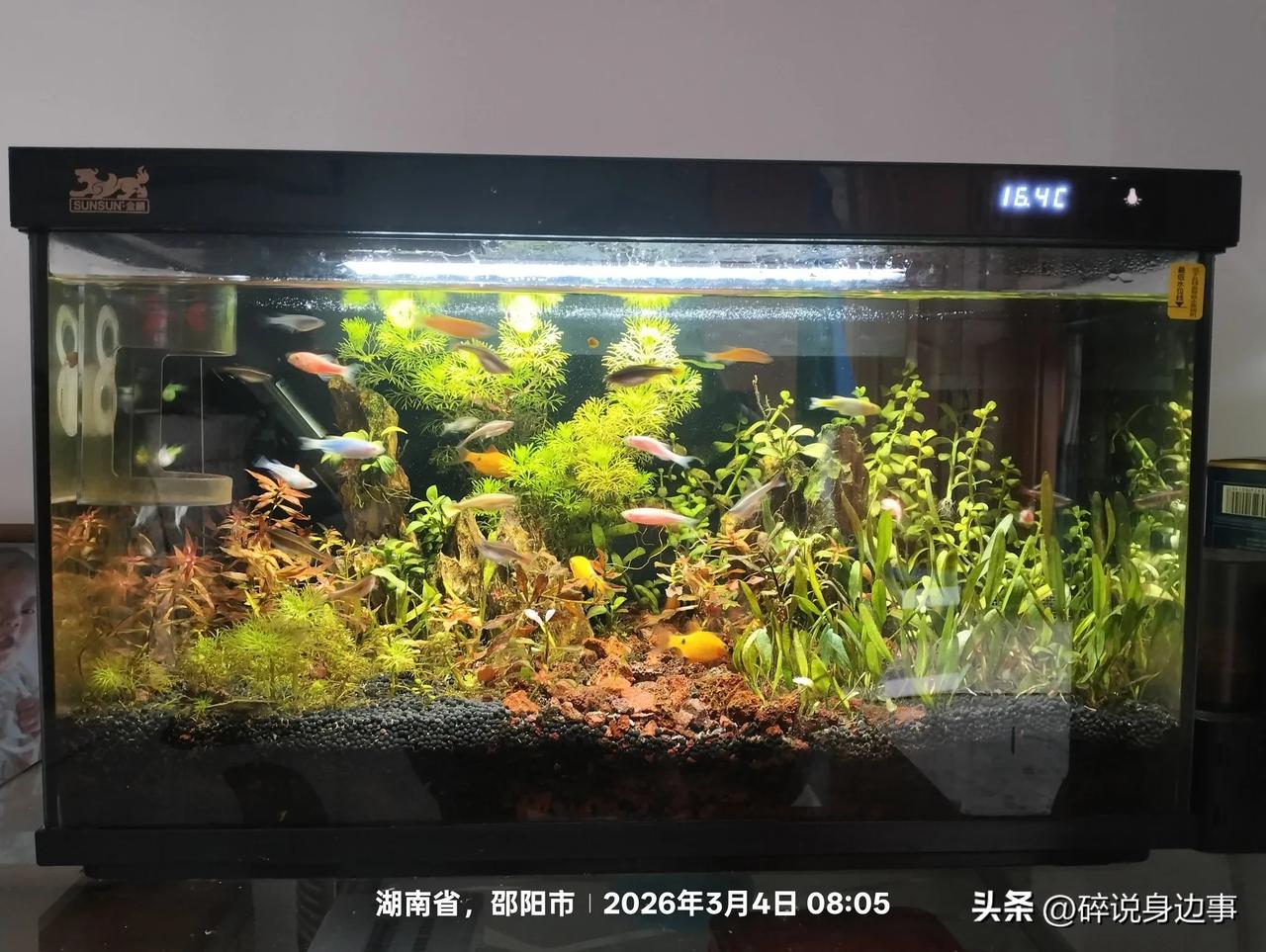 养鱼养出了一身“伺候病”😂
 
自从家里开了鱼缸，我算是彻底悟了：
鱼比人金贵