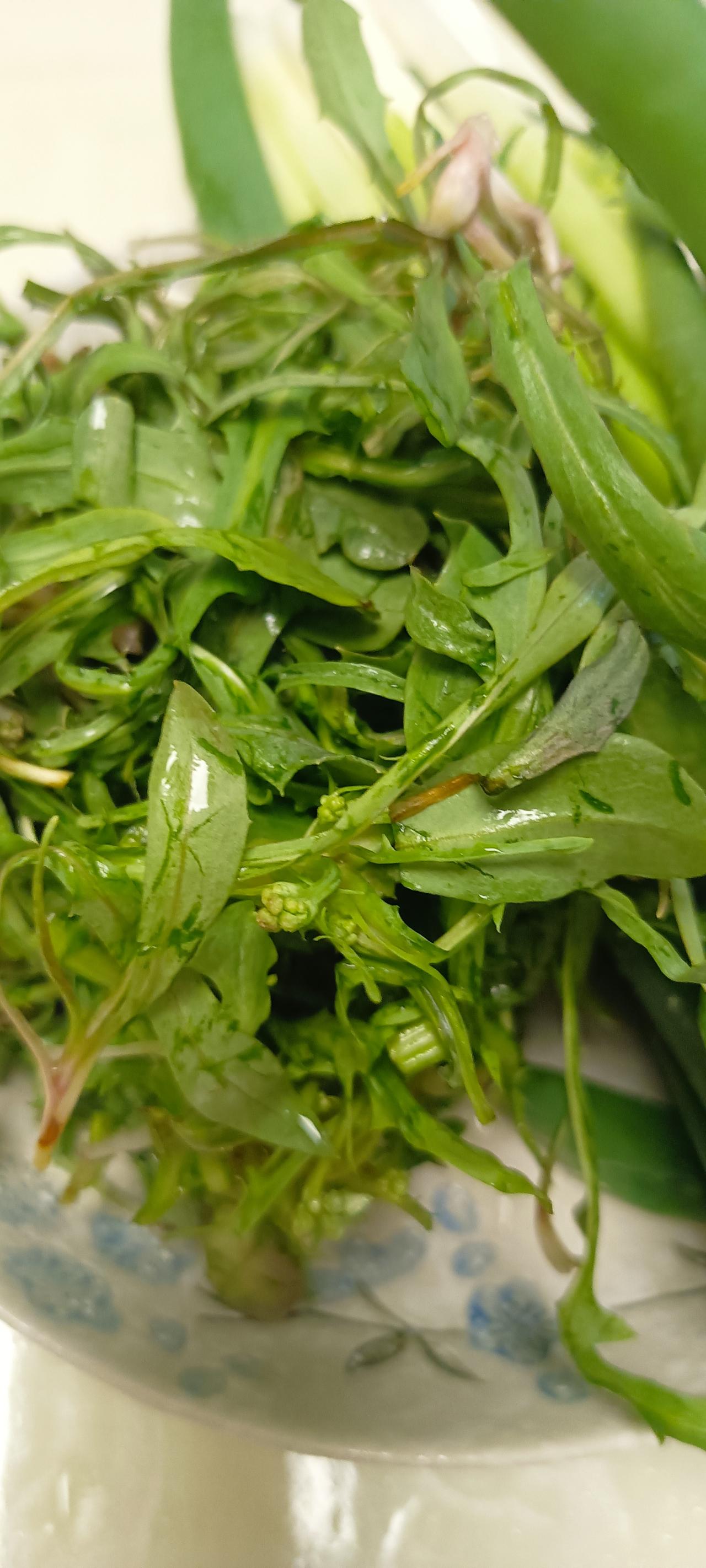 您那里有苦麻菜吗？您吃过苦麻菜吗？
我们这里现在有苦麻菜了，今天晚上，我买了点，