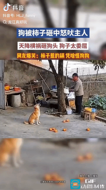 “太好笑了!”湖北，主人树下忙活，狗子蹲旁边陪着，哪料，空中突然落下一个柿子，正