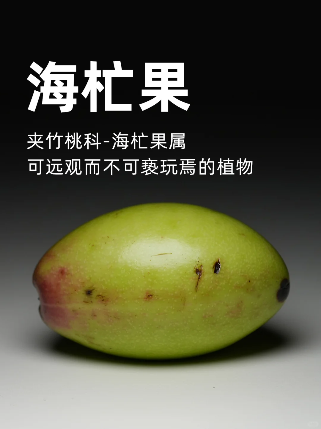 海杧果，可远观而不可亵玩焉的植物