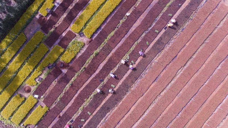 新年爱好打卡可太有意思啦！在海南，有人打卡好看得像假花一样的花，还疑惑为啥会挂着