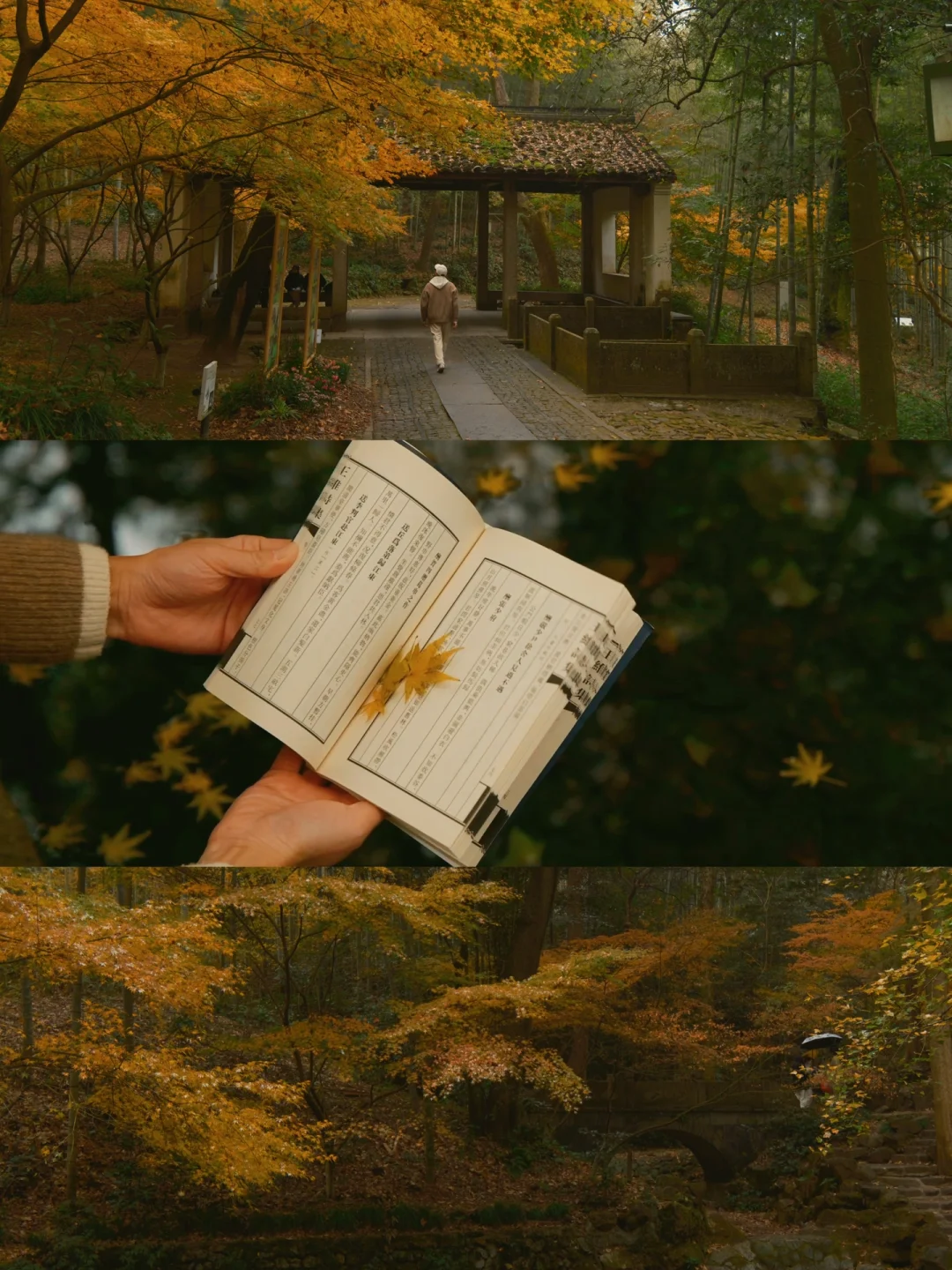 秋天来杭州，我只去一个地方