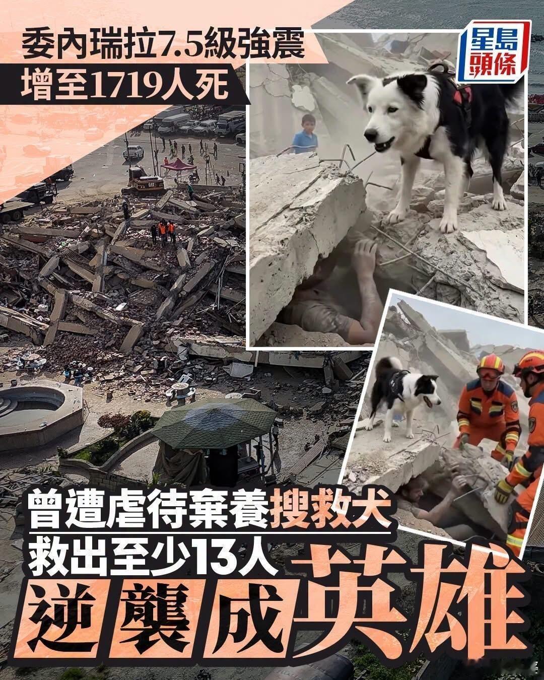 -星岛头条:委内瑞拉曾遭虐待弃养搜救犬逆袭成震区英雄！！ 