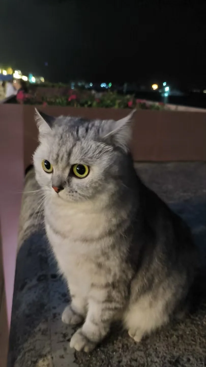 带咪去江边吹风🌬️