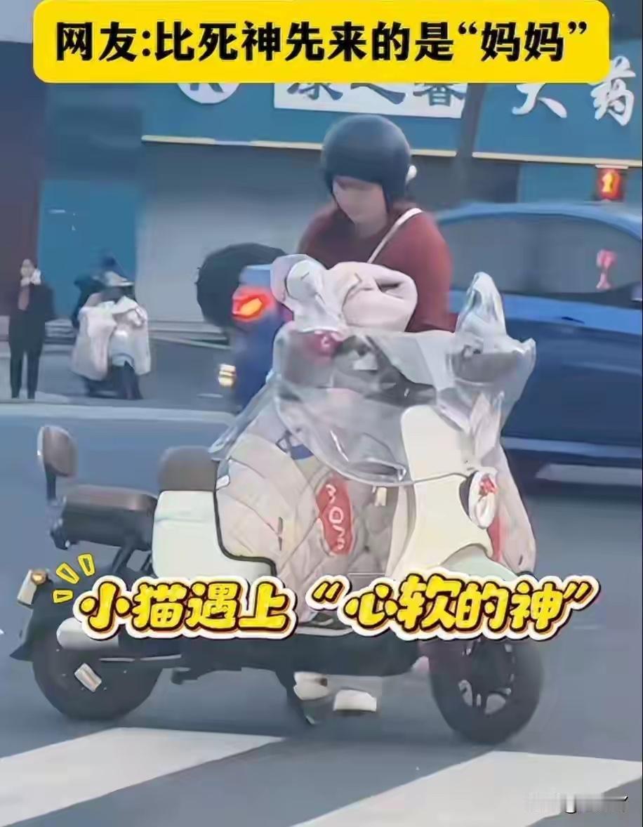 近日，江苏省常州市一位善良的小姐姐在车辆如梭的大街上救助残疾流浪猫的视频在网上流