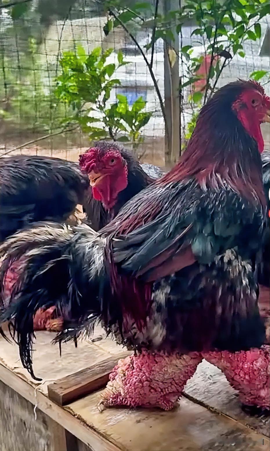 这种鸡是什么品种？有谁认识的吗。