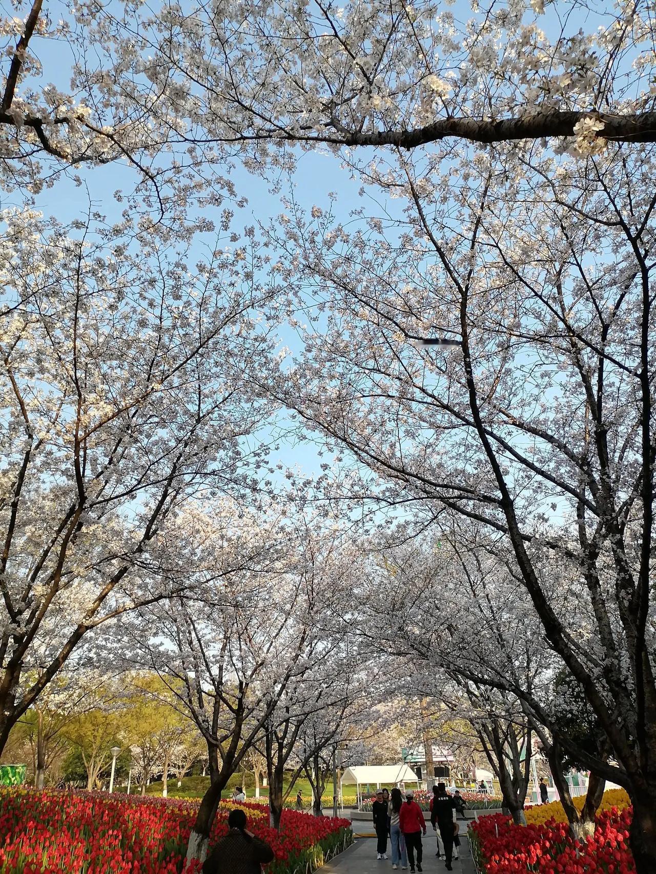 柯桥瓜渚湖东岸公园的樱花盛开时，那景色绝了。红黄相间的樱花如同画卷。这里的樱树有