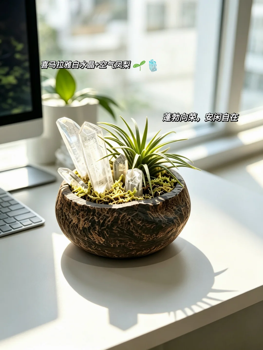 ☀️把阳光和仙草装进小花盆里