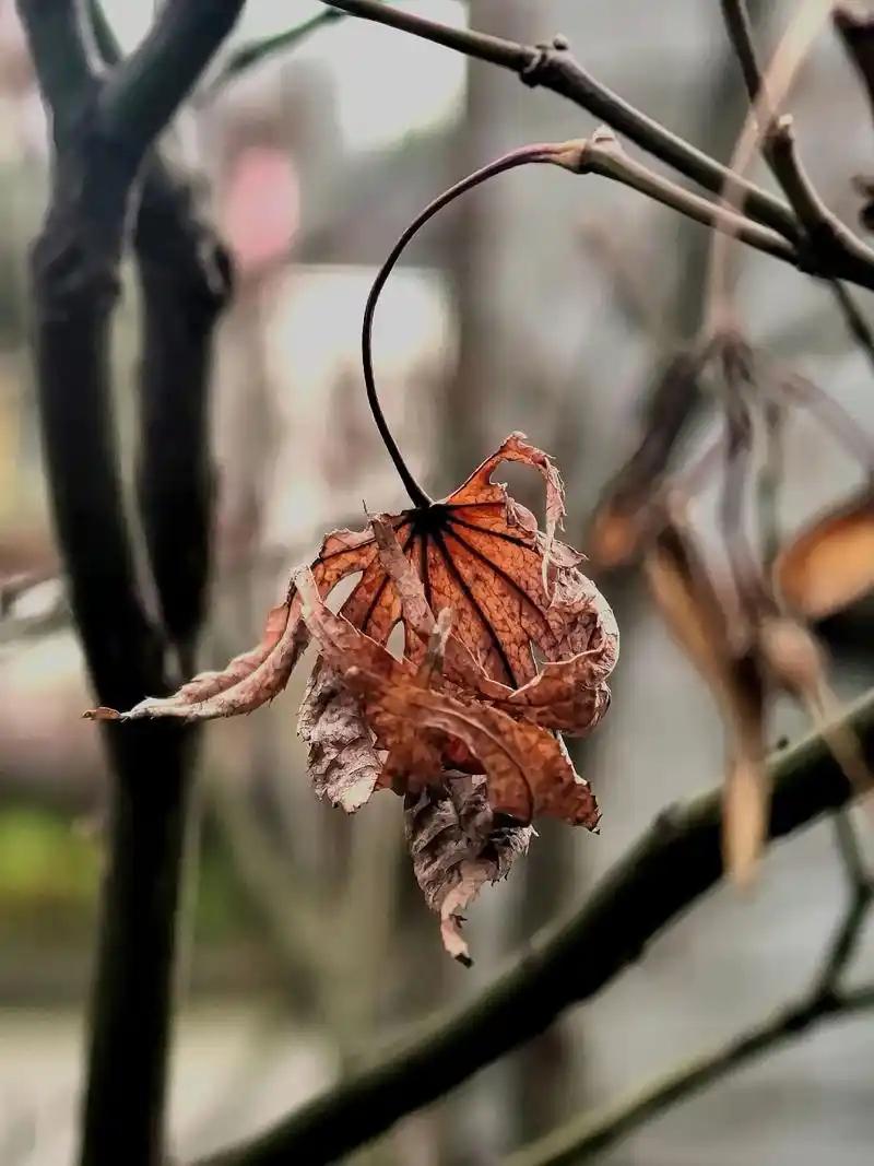 《宿命》

和一阵寒风偶遇时
我们是四处飘散的落叶。

没有干净的溪水漂洗
在烂