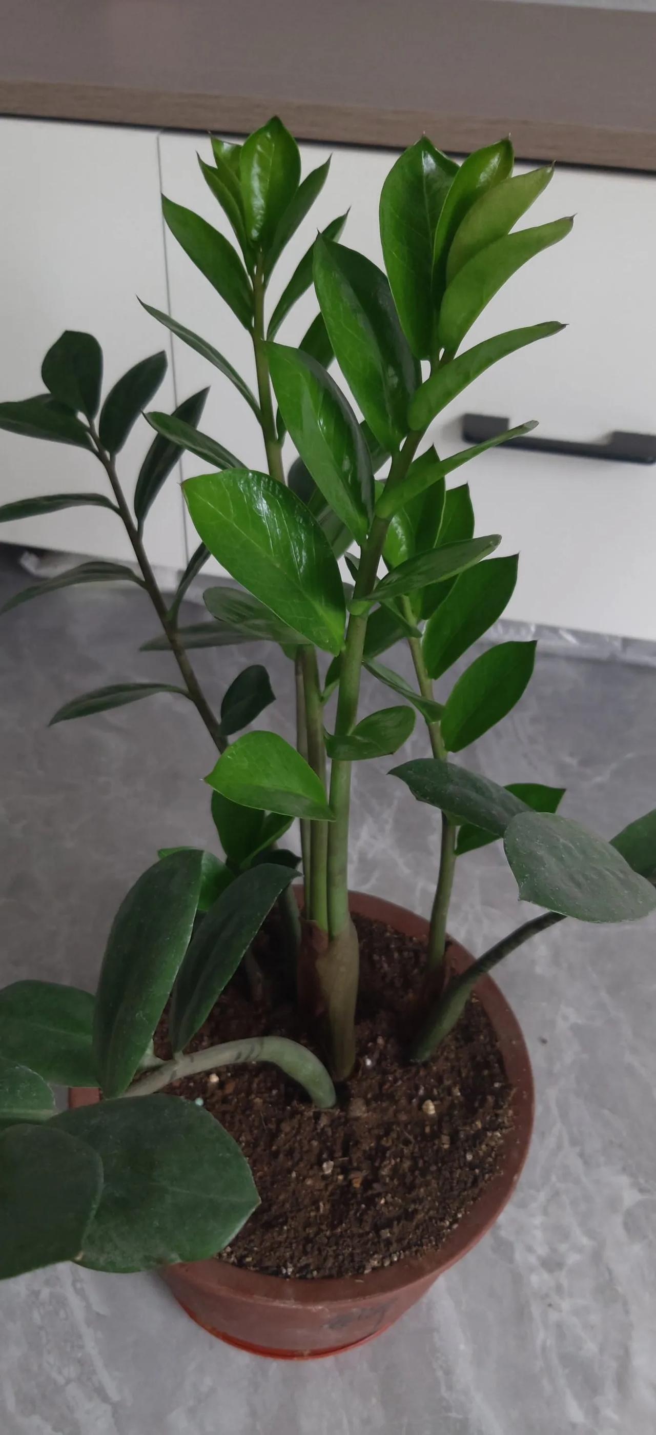 我的花花草草，看到它们的成长，心情会好。