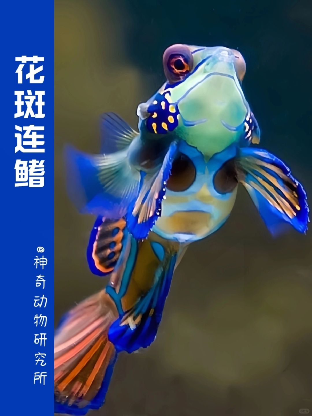 每天了解一种趣味动物👀花斑连鳍
