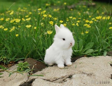 第一名🥇：生肖兔🐰
 
生肖兔寒露一到：
🐰🐰🐰🐰🐰🐰
兔：愁云