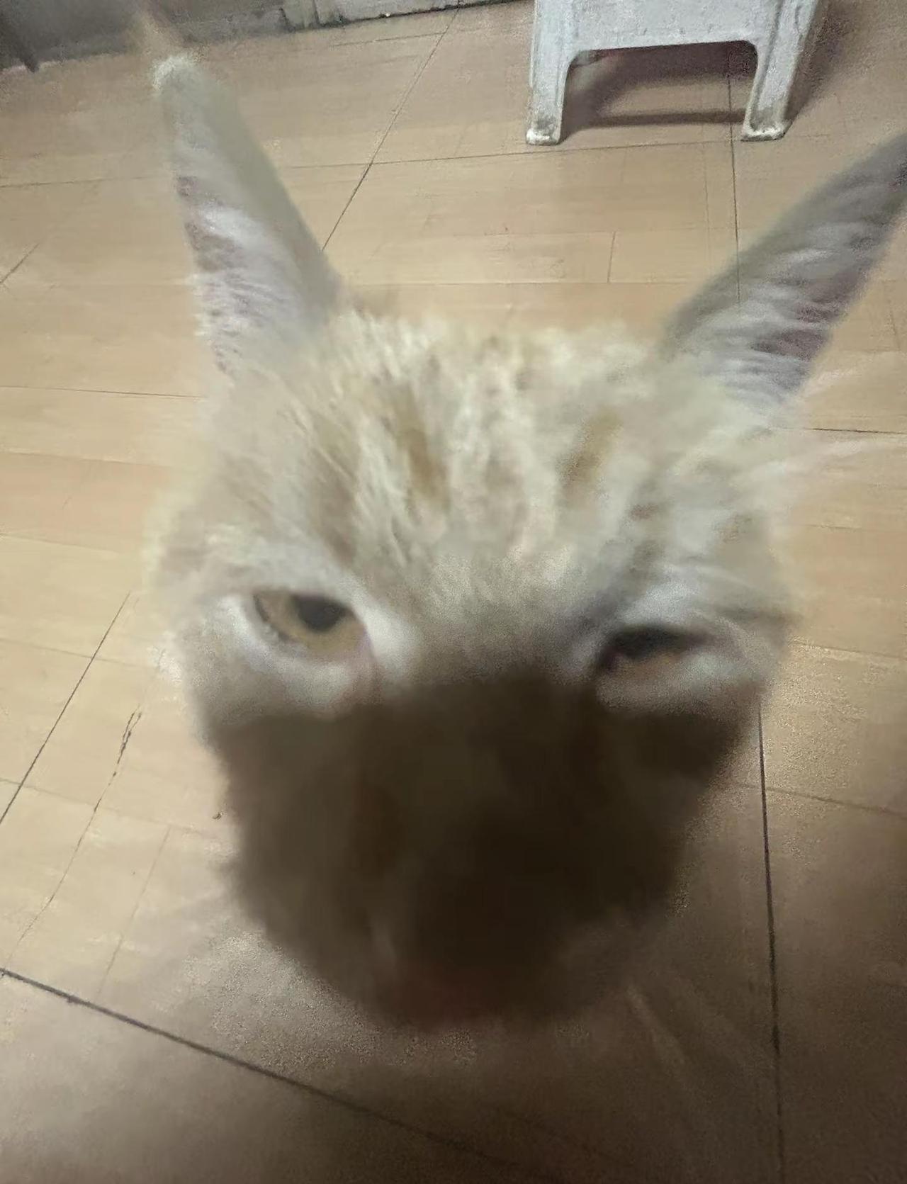 何必心存侥幸😊何必太羞耻😝犹犹豫豫会老的😔鼻子耳朵眼睛👃👂👀自己会思