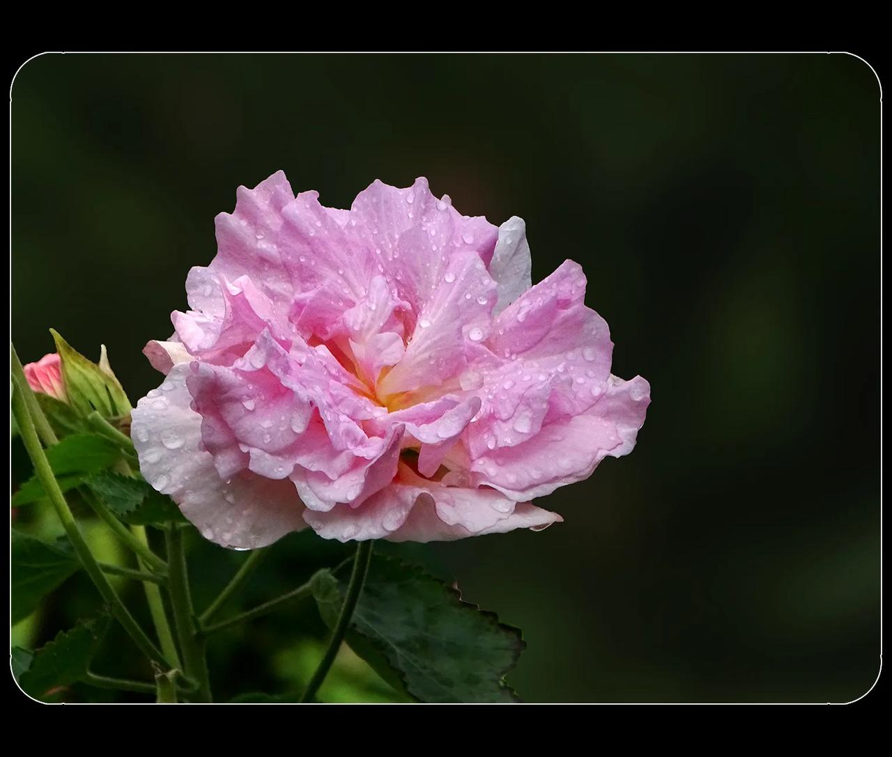《芙蓉花》
拍了一个夏天的“水中芙蓉”，现在改拍陆地上的芙蓉了。那水中芙蓉——荷
