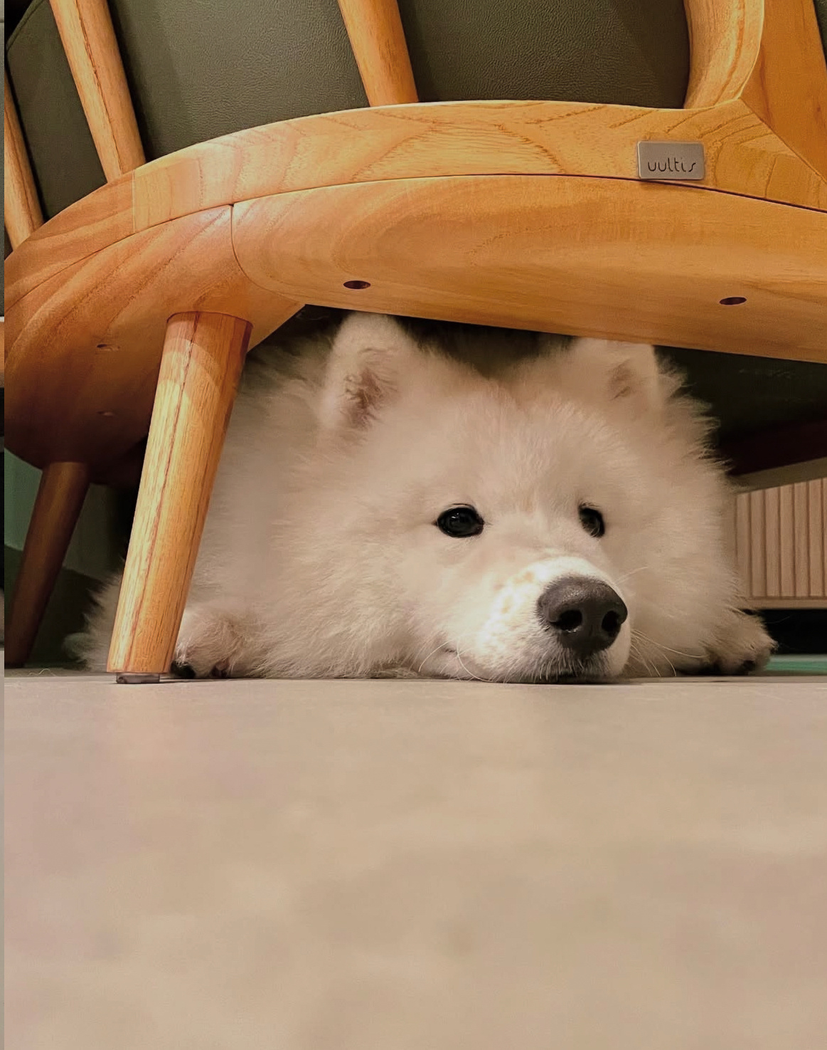 拖鞋扔垃圾桶了，我已经躲椅子下了，安全了耶 