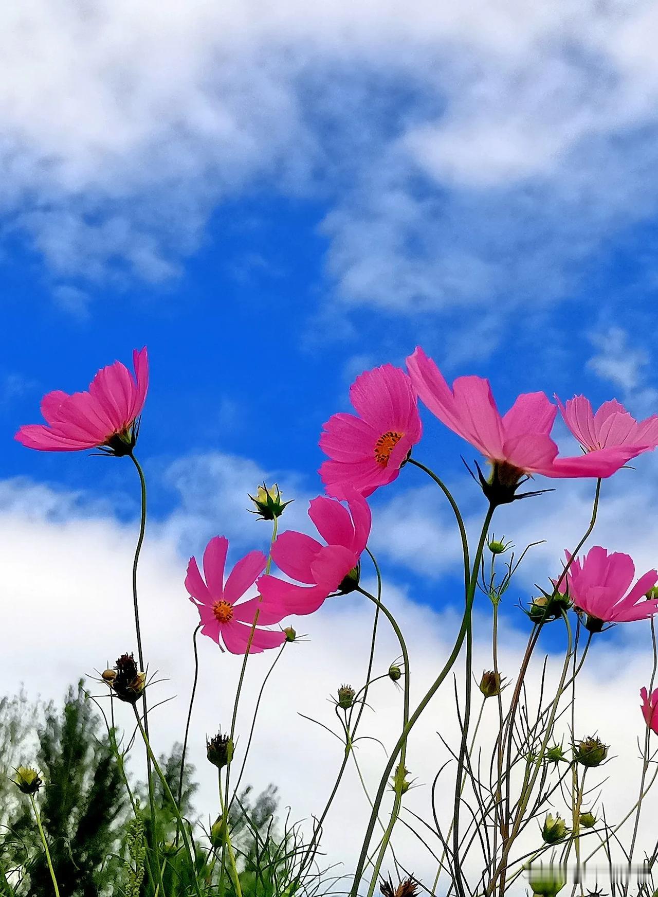 #分享一张花与蓝天绝配图#
（原创）
镜头记录生活  蓝天白云下的格桑花