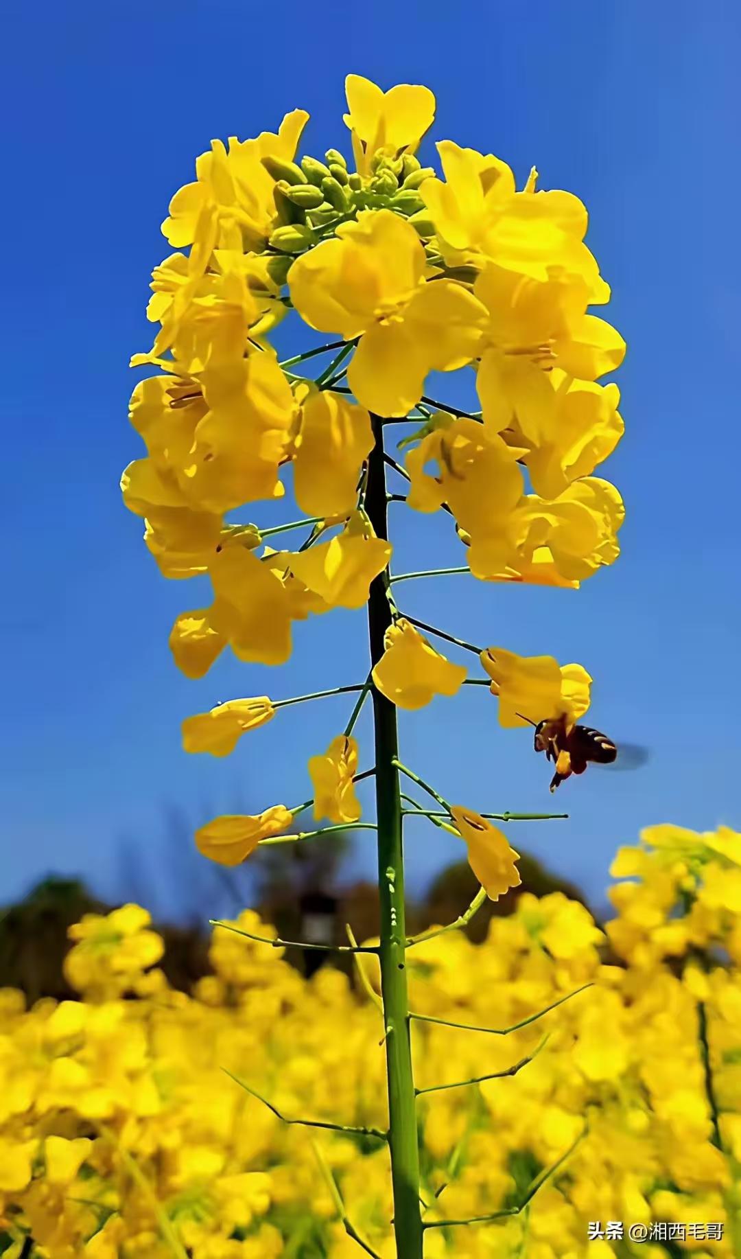 天净沙·观油菜花
金波翻涌连天，
蜂儿逐蕊蹁跹。
东风轻拂陌田。
春心入眼，
菜