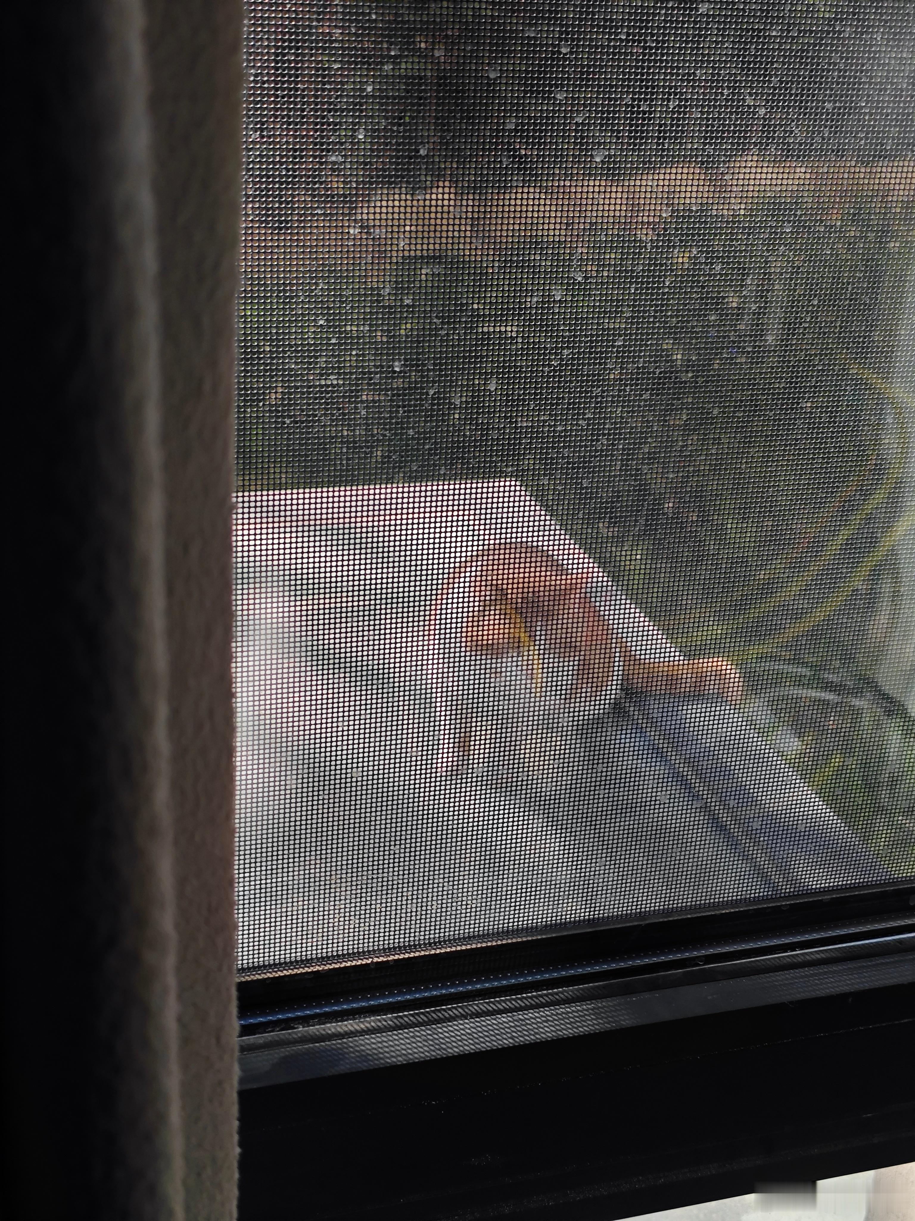 搬砖中，有个猫来看我