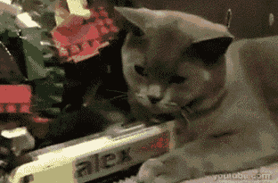 [喵喵][喵喵]一只已看淡猫生卧轨自杀不成的喵。。