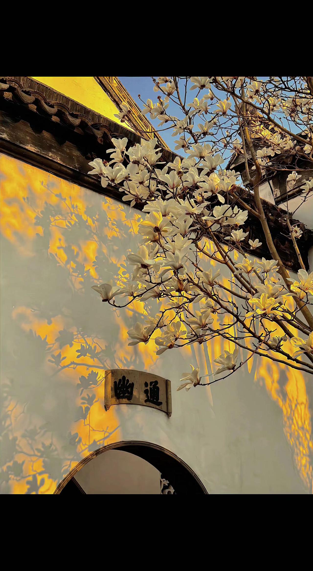 🌸白墙托着玉兰花，像幅会呼吸的古画🖼️。光影在“幽邃”二字上流淌，春天也懂留