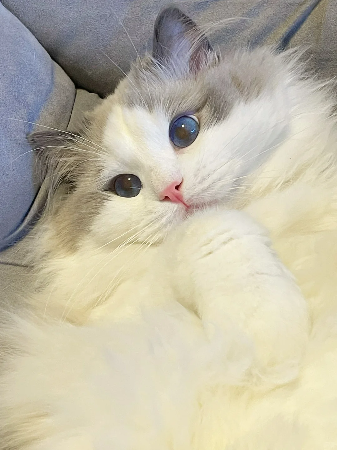 【猫咪长寿经】💕爱的日常养护法