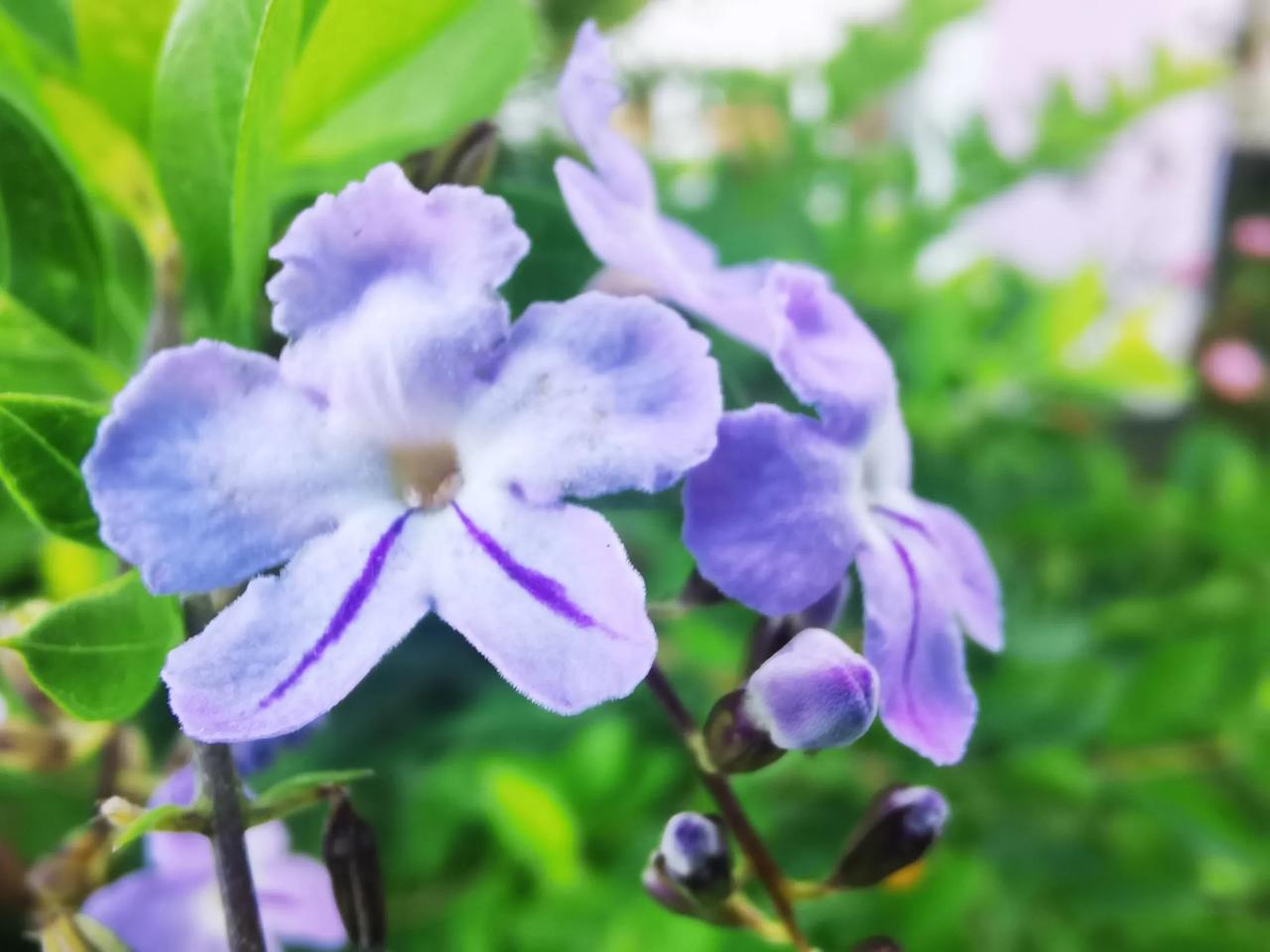 小小花儿，拍摄出大意境，寒冬料峭，花影如诗如画。