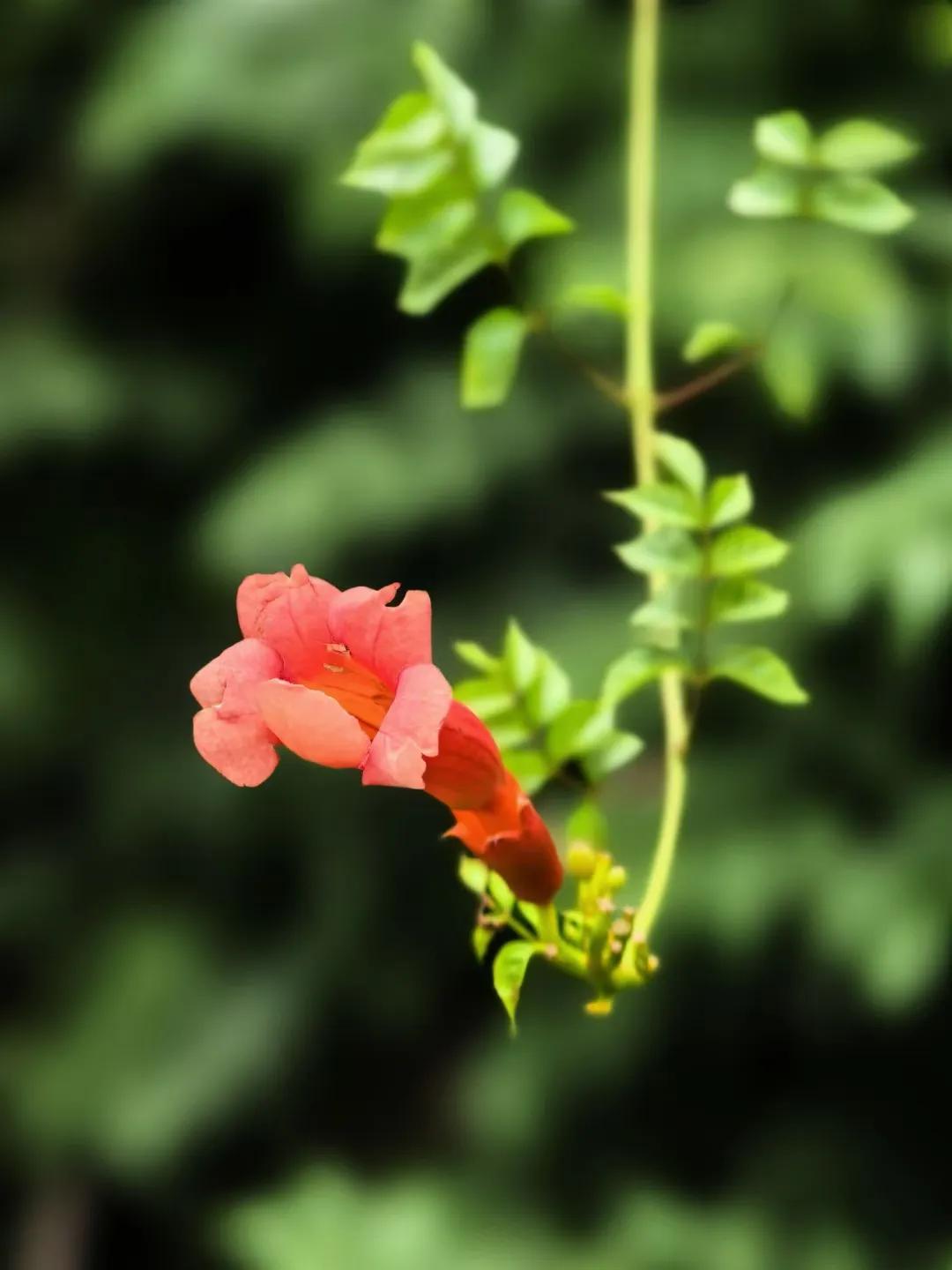 07
辛夷坞（王维）
木末芙蓉花，山中发红萼。
涧户寂无人，纷纷开且落。