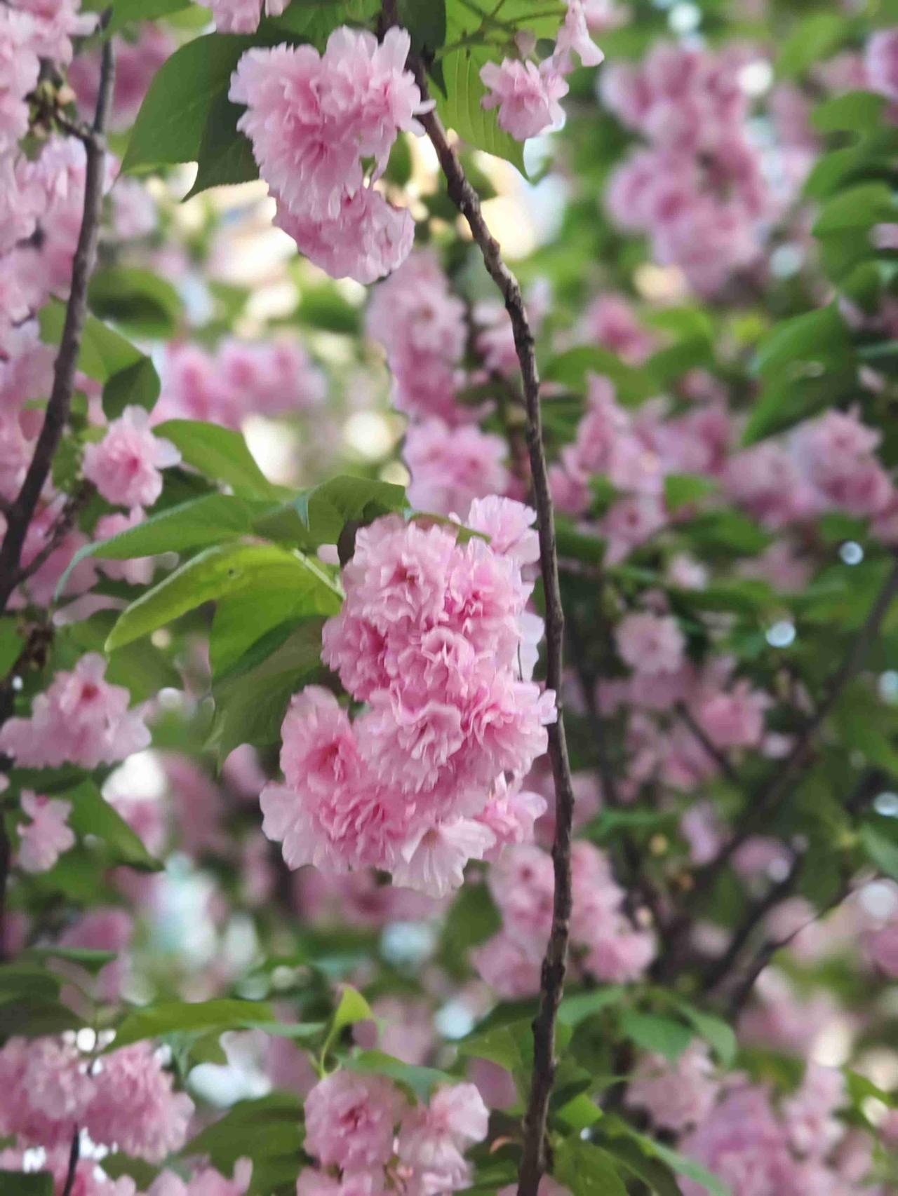 我的今日状态：😁轻松愉快
我这里的天气：☀️晴天
又到周末，今天状态轻松愉快，
